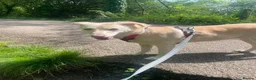 Mixed Breed dogs for adoption: Meet sweet gentle Tulip in Saint Austell - Advert 2