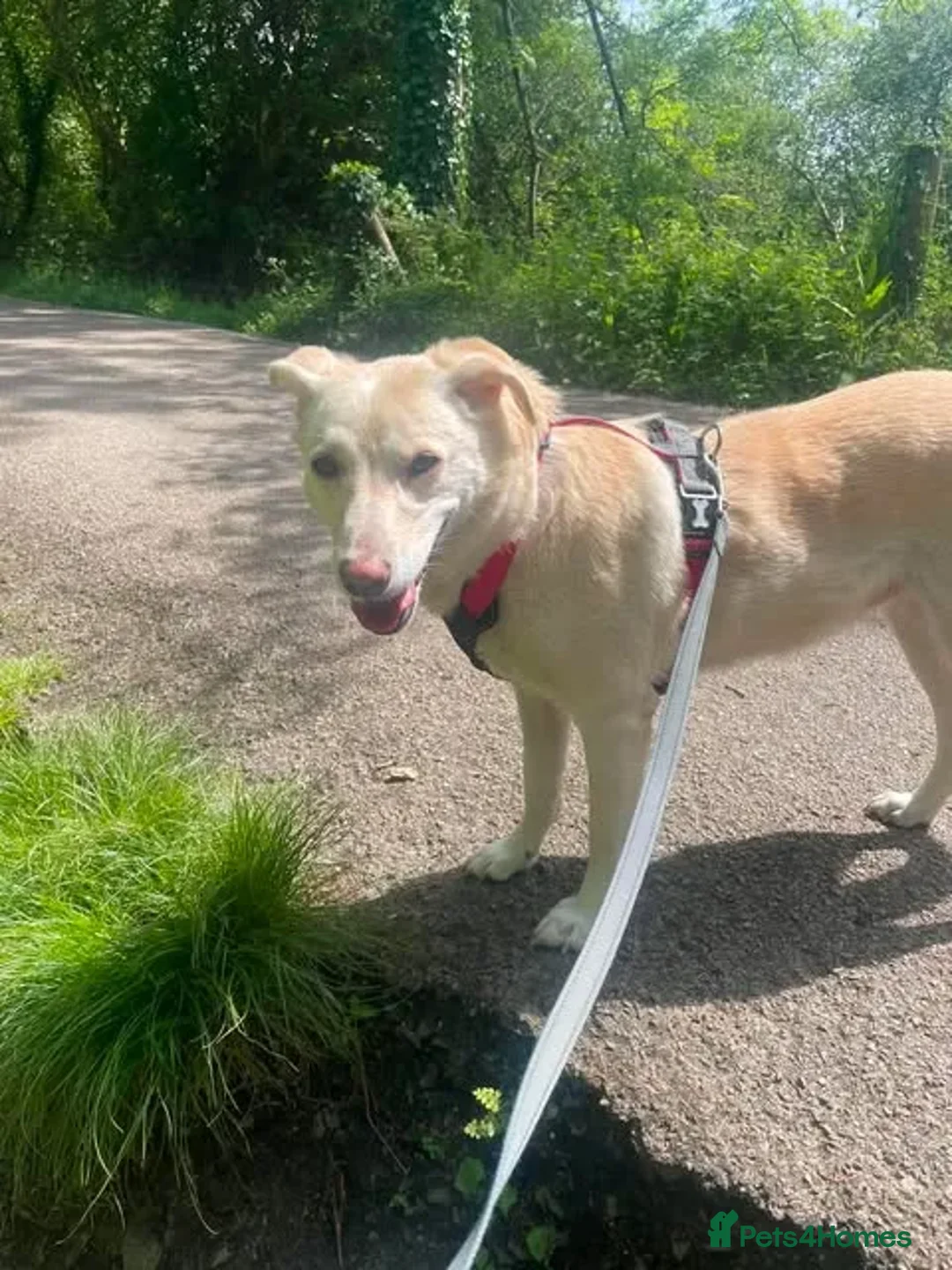 Mixed Breed dogs for adoption: Meet sweet gentle Tulip in Saint Austell - Advert 2