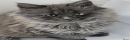 Maine Coon cats for sale: THREE LOVELY MAINE COON GIRLS AVAILABLE. - Advert 7