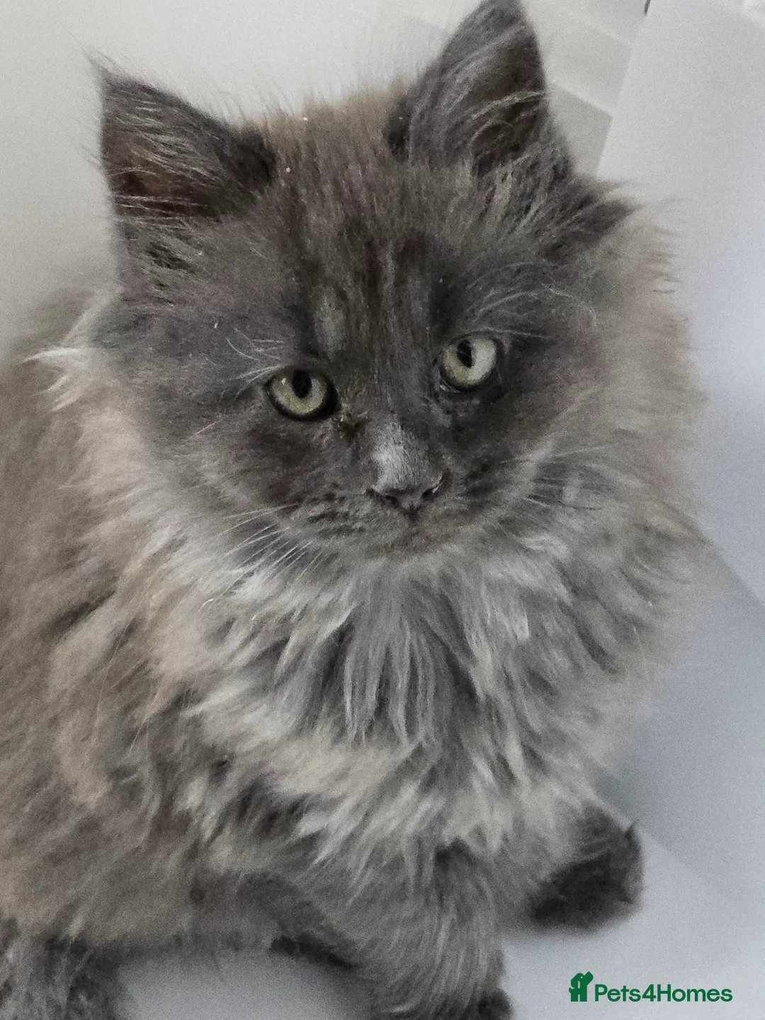 Maine Coon cats for sale: ONE LOVELY MAINE COON GIRL AVAILABLE. - Advert 4