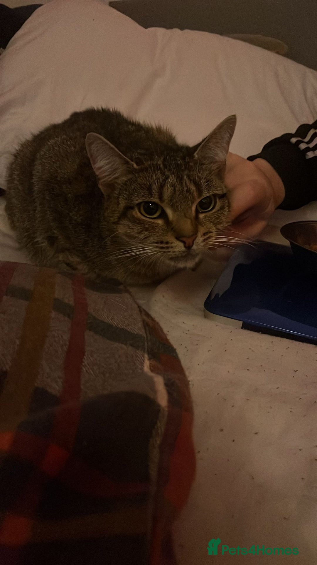 Domestic Shorthair cats for sale: Meet lilly 3 years old - Image 2