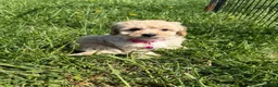 Poochon dogs for sale: Tiny Poochon Puppies (Poochon x Toy Poodle) - Advert 17