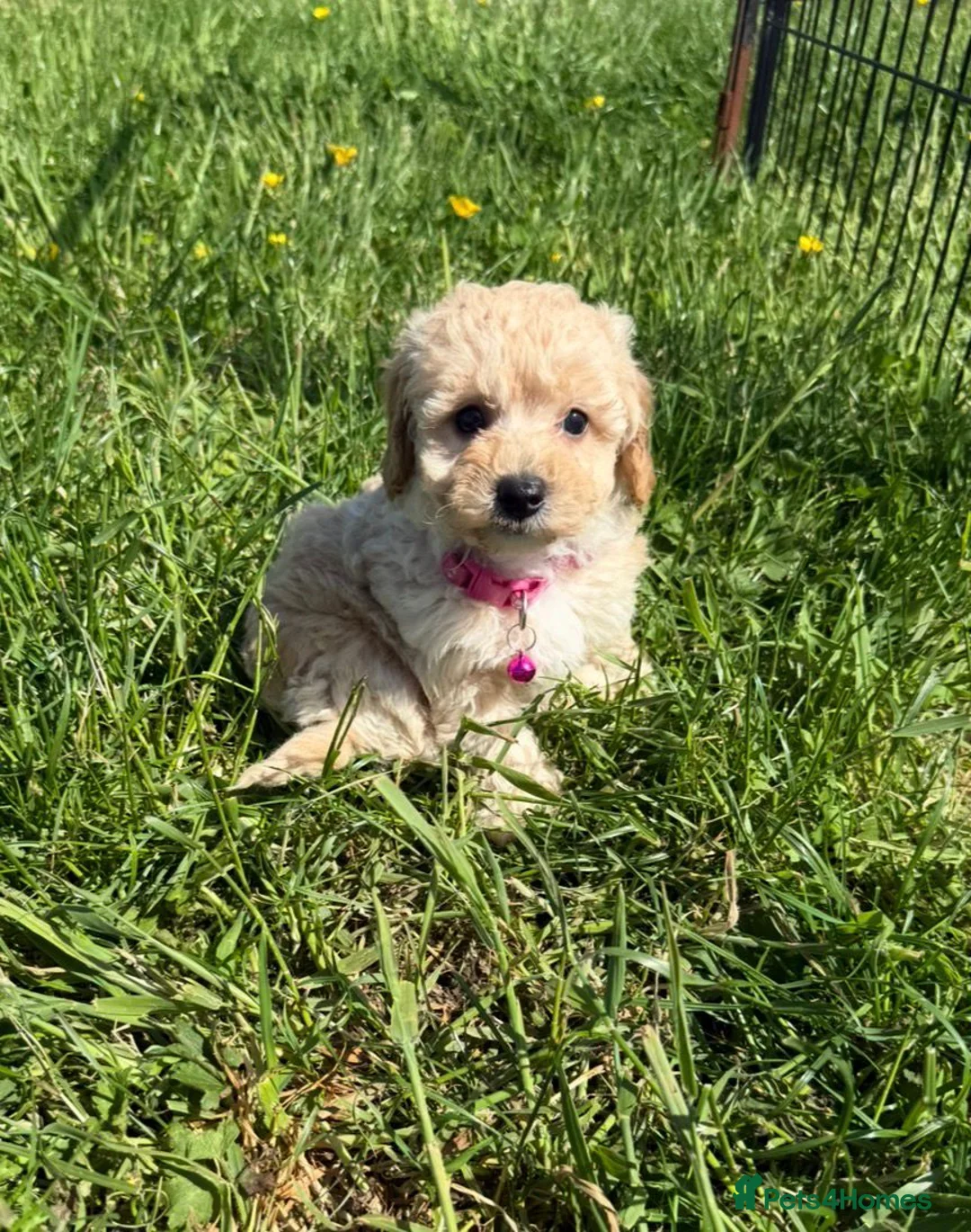 Poochon dogs for sale: Tiny Poochon Puppies (Poochon x Toy Poodle) - Advert 17