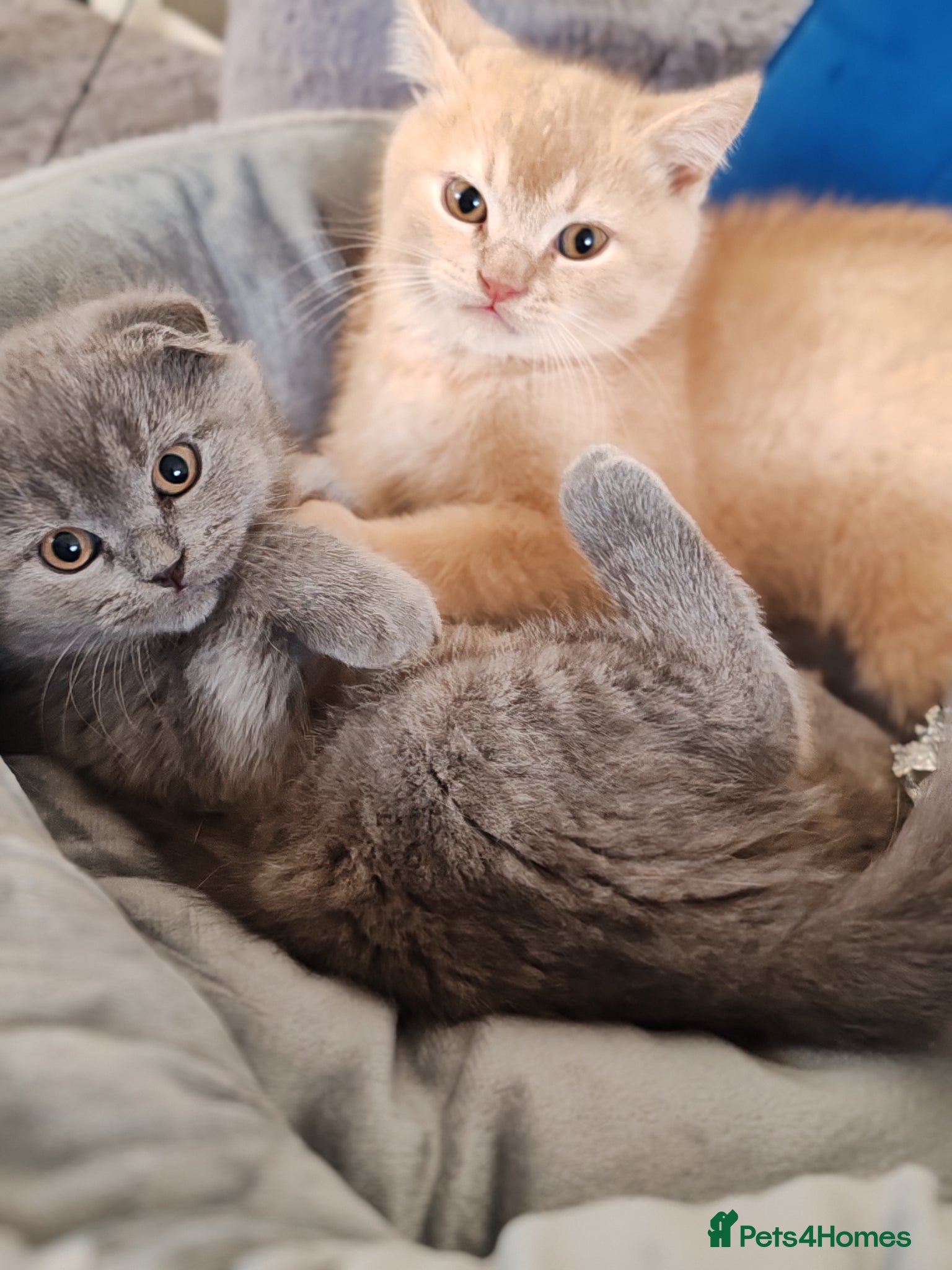 Scottish Fold cats Scottish fold x BSH kittens - Advert 1