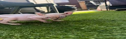 Sphynx cats for sale: Beautiful Sphynx Kittens Available  in Willenhall - Advert 15