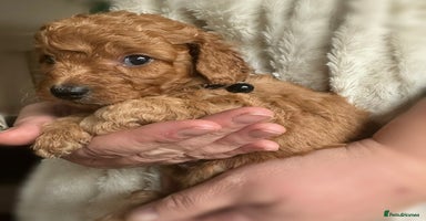 Cockapoo dogs Gorgeous F1b cockapoo puppies  - Advert 4