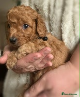 Cockapoo dogs Gorgeous F1b cockapoo puppies - Advert 4
