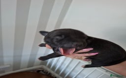 Staffordshire Bull Terrier dogs for sale: Staffy pups ready 26th august 2 brindle 3 blue - Image 33