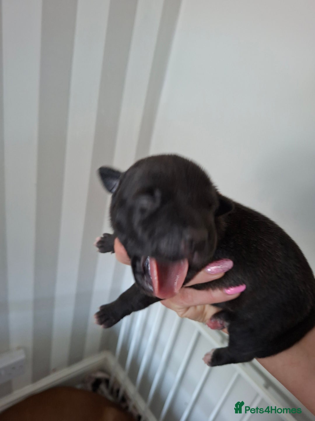 Staffordshire Bull Terrier dogs for sale: Staffy pups ready 26th august 2 brindle 3 blue - Image 33