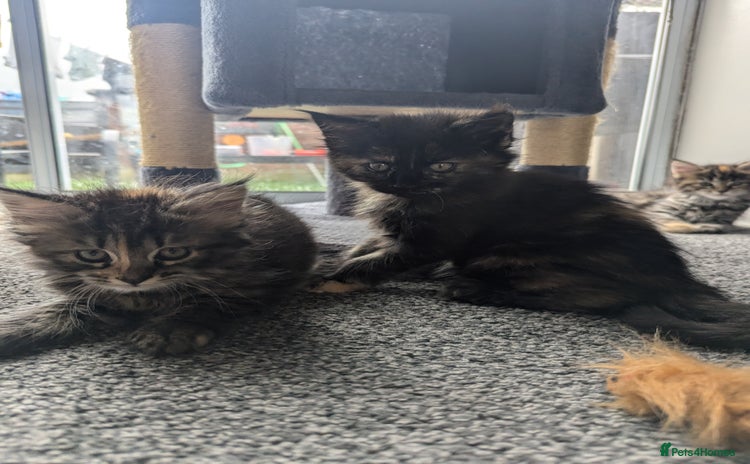 Maine Coon cats - Advert 4