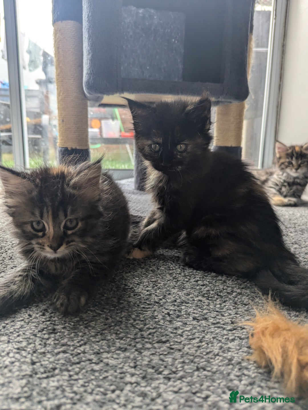 Maine Coon cats for sale: 3 gorgeous healthy full breed Maine coon kittens - Image 1