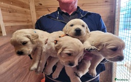 Golden Retriever dogs for sale: Golden retriever puppies  - Image 10