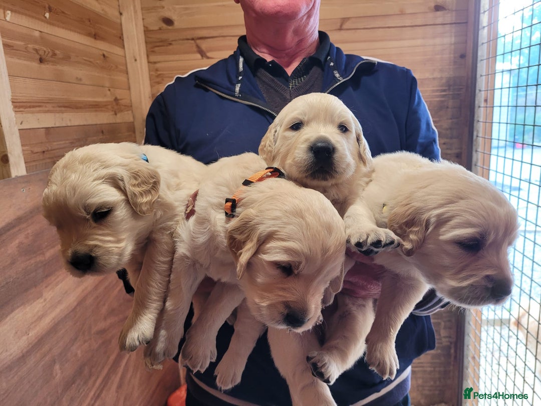 Golden Retriever dogs for sale: Golden retriever puppies  - Image 10