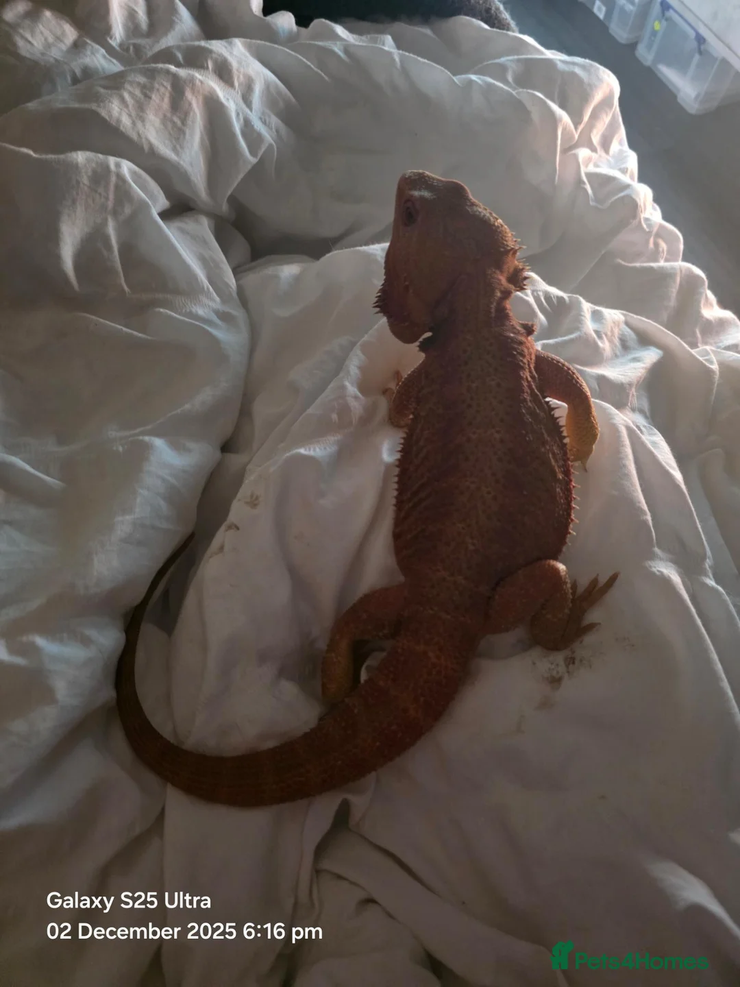 Bearded Dragon reptiles for sale: Bearded dragon in Worcester Park - Advert 9
