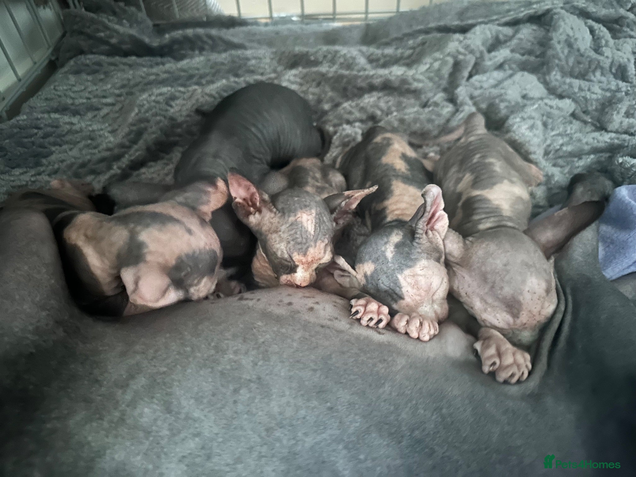 Sphynx cats for sale: Adorable sphinx kittens - Advert 2