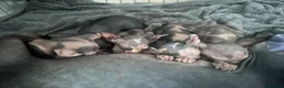 Sphynx cats for sale: Adorable sphinx kittens - Advert 1
