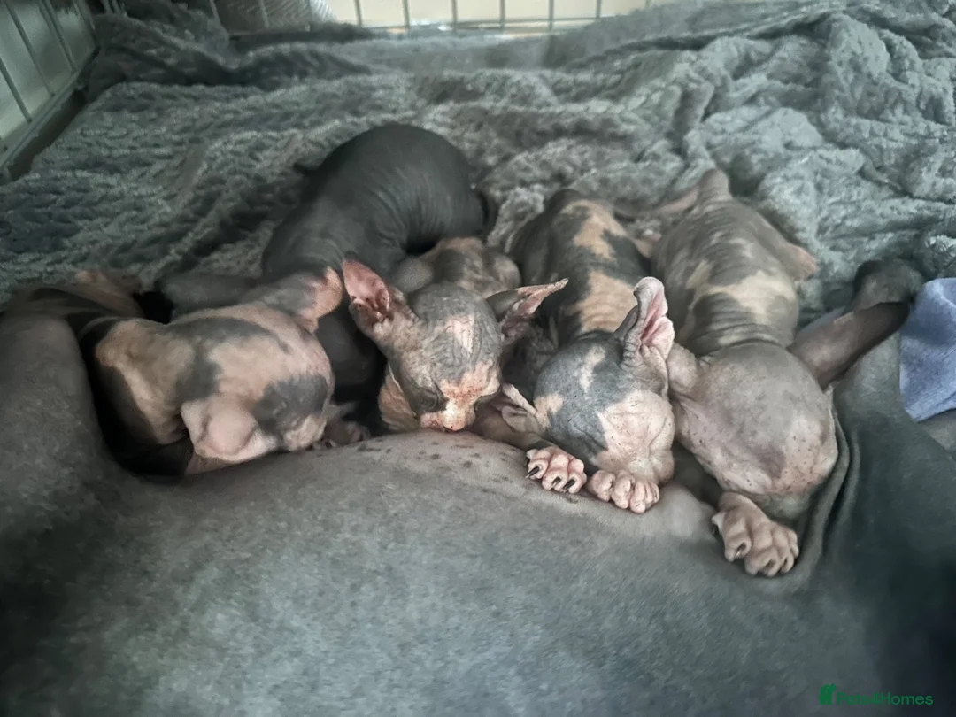 Sphynx cats for sale: Adorable sphinx kittens - Advert 1