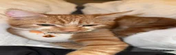 Mixed Breed cats for sale: Garfield  in Ilkeston - Advert 5