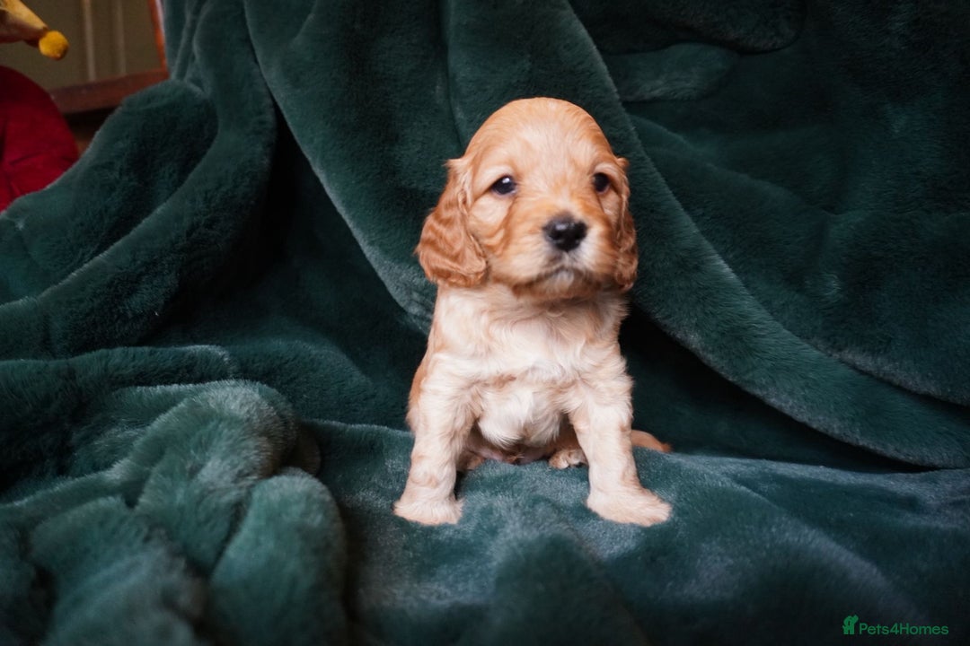 Mixed Breed dogs for sale: Schnockerpoo puppies - Advert 3