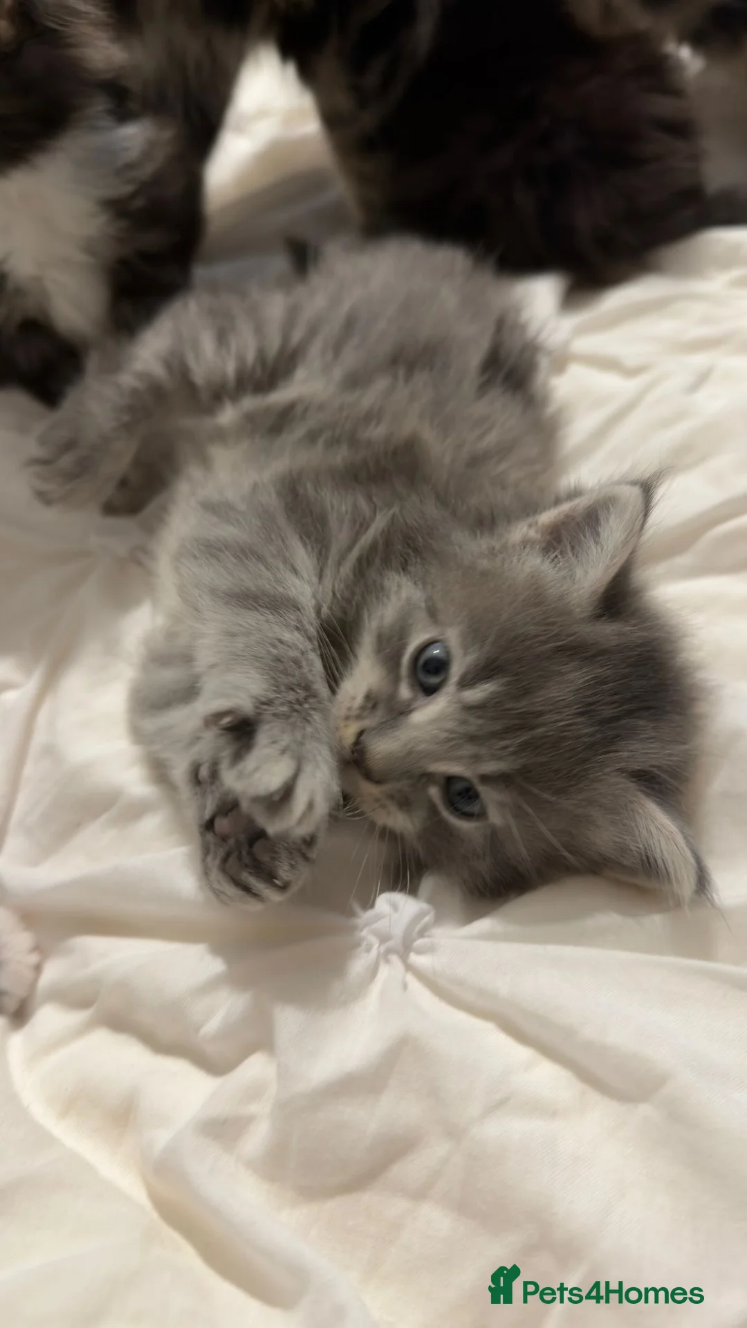 Maine Coon cats for sale: Outstanding Maine coon kittens! - Advert 11