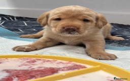 Labrador Retriever dogs for sale: WORMAGS KC REGISTERED LAST LABRADOR PUPPY - Image 11