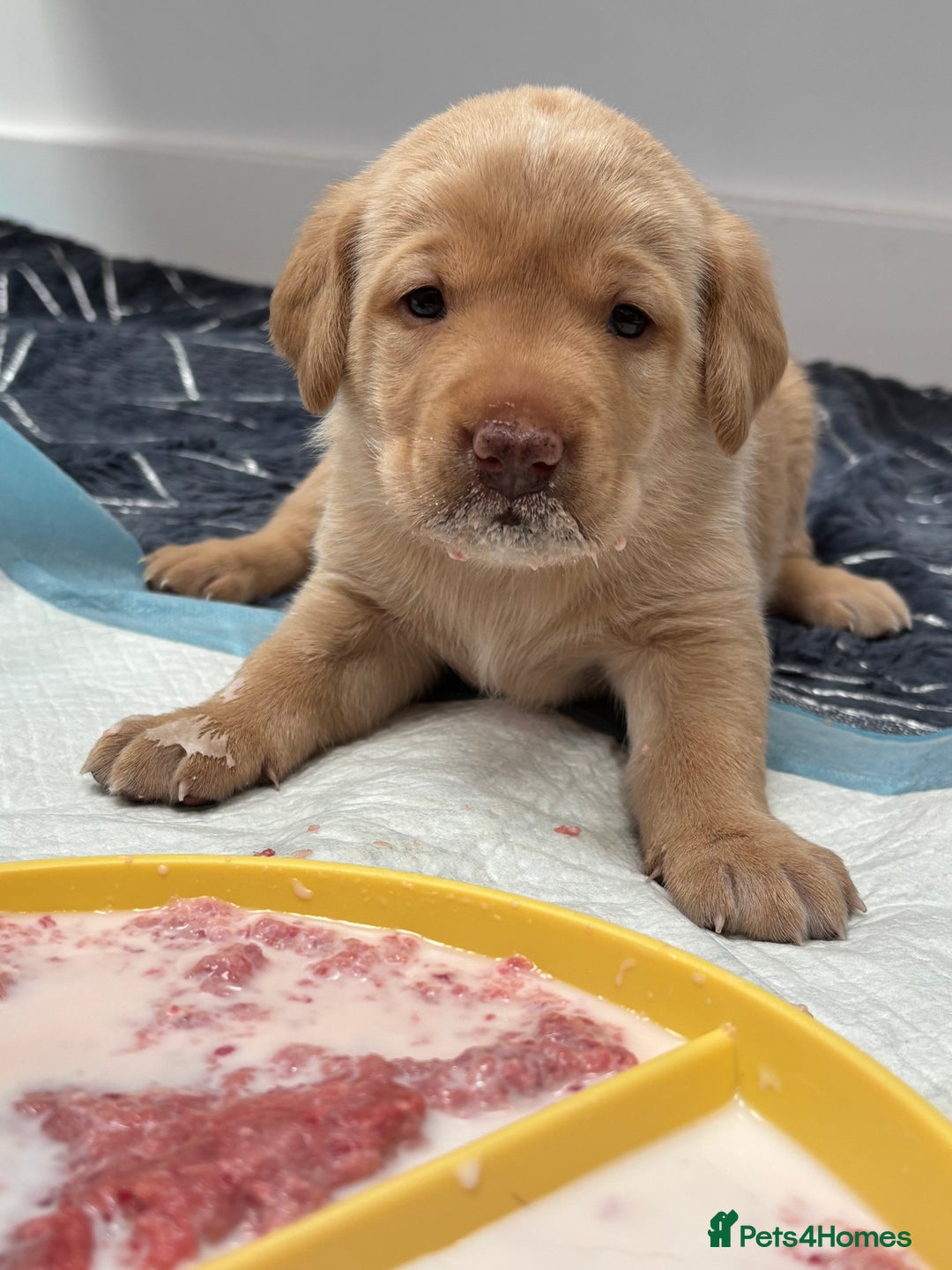 Labrador Retriever dogs for sale: WORMAGS KC REGISTERED LAST LABRADOR PUPPY - Image 11