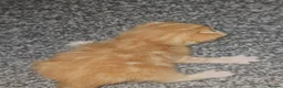 Mixed Breed cats for sale: Beautiful kittens ( ginger girls)  - Advert 11
