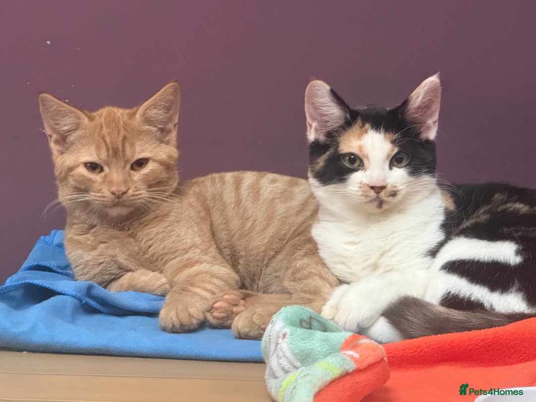 British Shorthair cats for sale: Gccf reg Cheeky British x Devon Rex kittens - Image 1