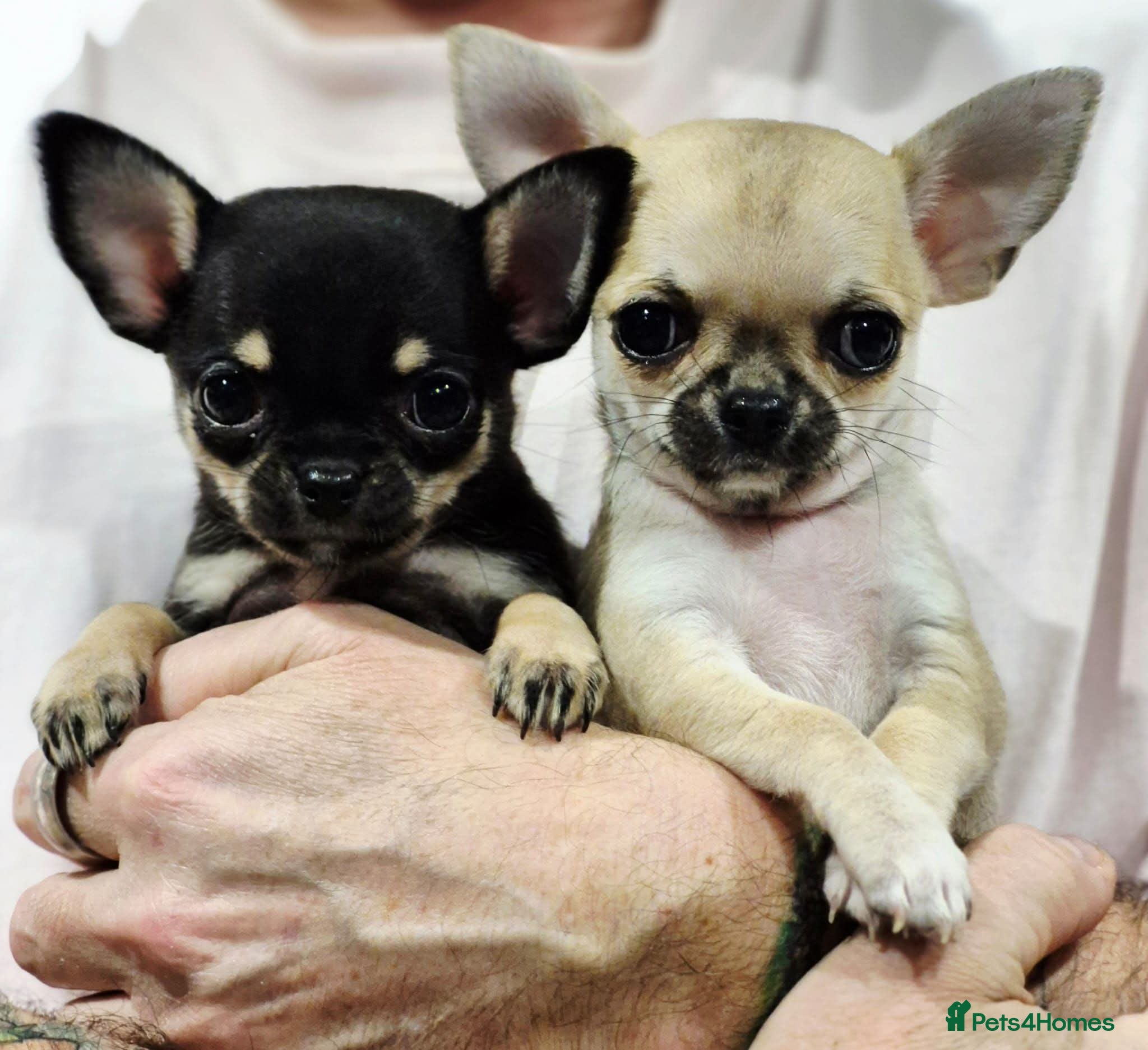 Chihuahua dogs Stunning Fawn Smooth coat Chihuahua Available. - Advert 2