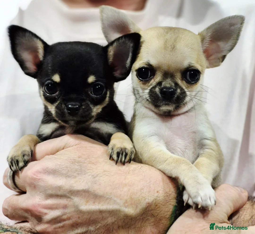 Chihuahua dogs for sale: Stunning Fawn Smooth coat Chihuahua Available. - Advert 2