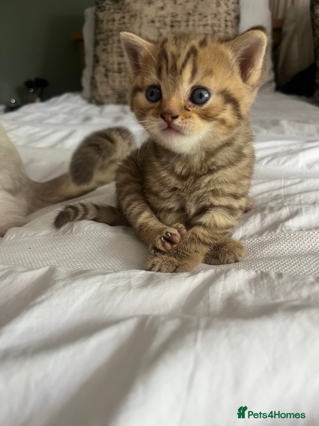 British Shorthair cats for sale:  Beautiful and gentle British shorthair kittens - Image 9