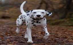 Dalmatian dogs for stud: Prince The Dalmation  - Image 1