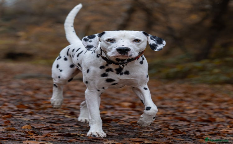 Dalmatian dogs - Advert 3