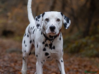 Dalmatian dogs - Advert 1