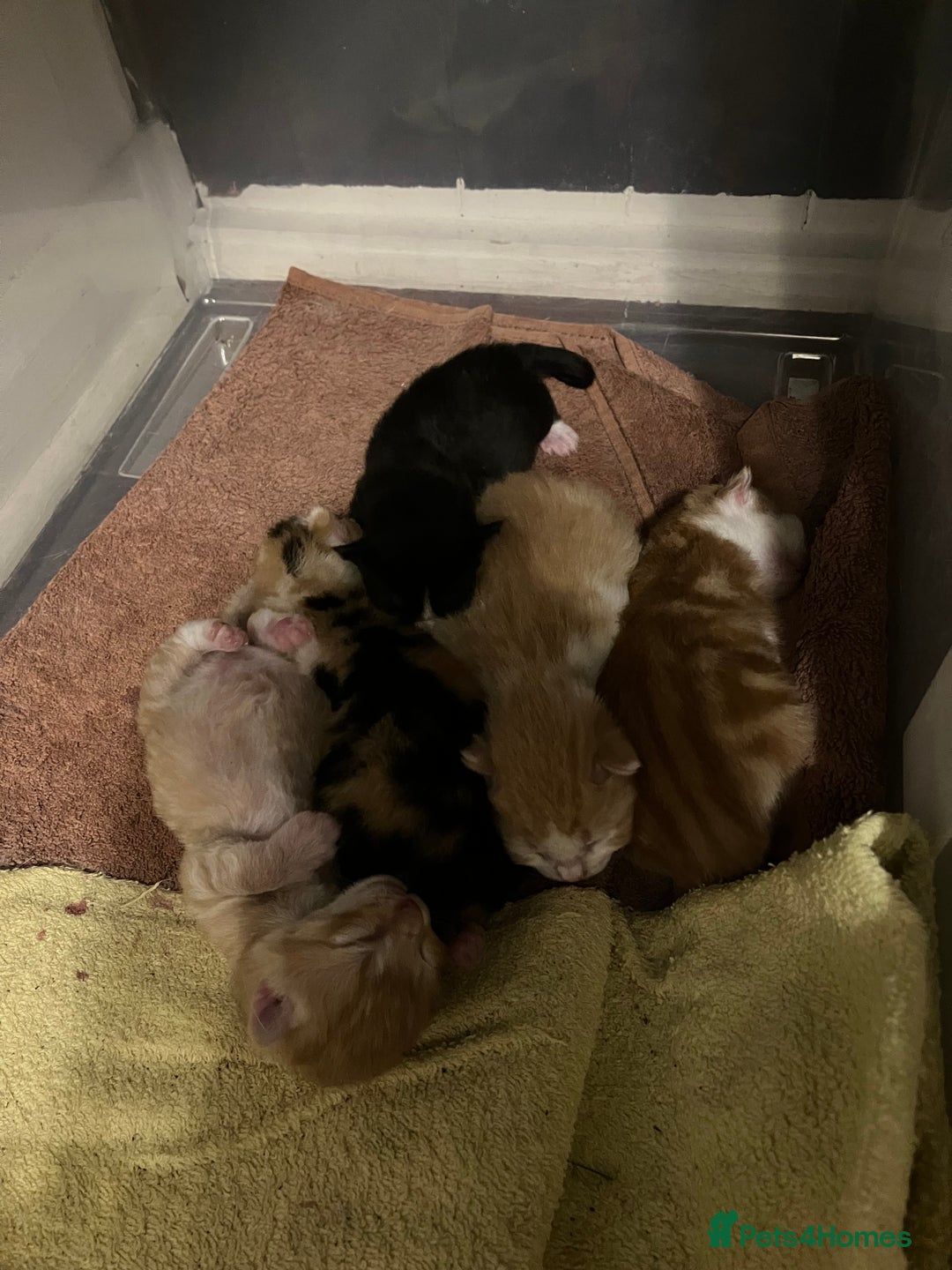 Mixed Breed cats for sale: Beautiful kittens for sale - Advert 6