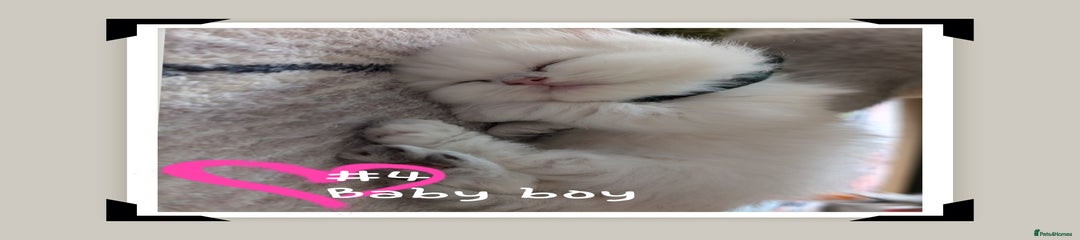 British Longhair Kitten 4