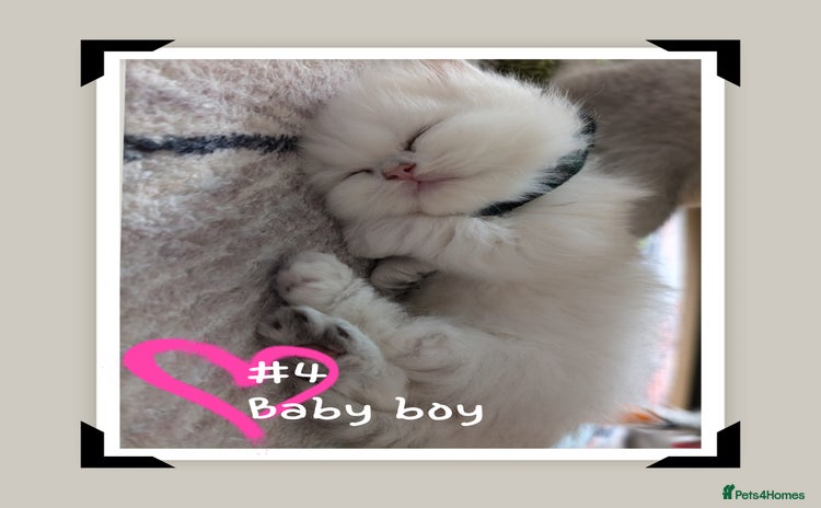 British Longhair cats - Advert 10