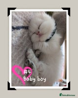 British Longhair cats - Advert 6