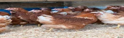 Chickens poultry for sale: Brown hybrid chickens  in Romford - Advert 2