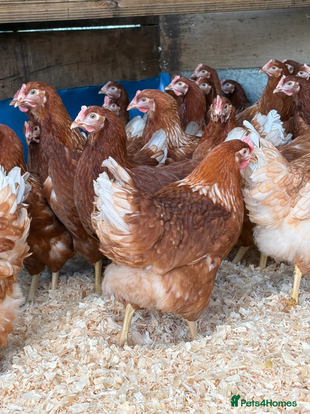 Chickens poultry for sale: Brown hybrid chickens  in Romford - Advert 2