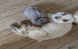 British Longhair cats for sale: Reserved lilac British Longhair boy  - Image 4