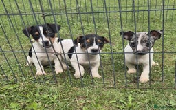 Jack Russell dogs for sale: Beautiful Jack Russell Puppies - Image 4