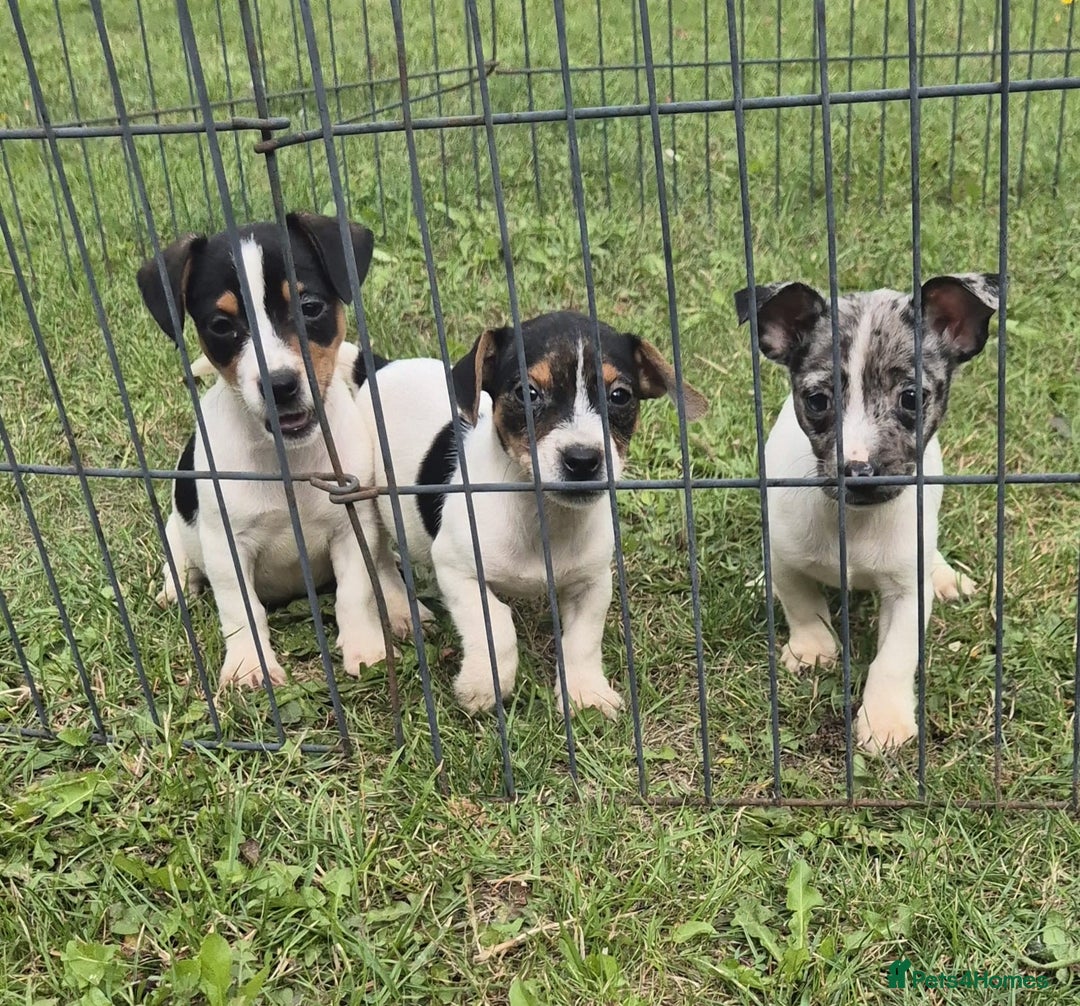 Jack Russell dogs for sale: Beautiful Jack Russell Puppies - Image 4