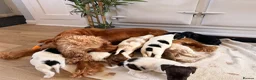 Cockapoo dogs for sale: Beautiful cockerpoo puppies  - Advert 10