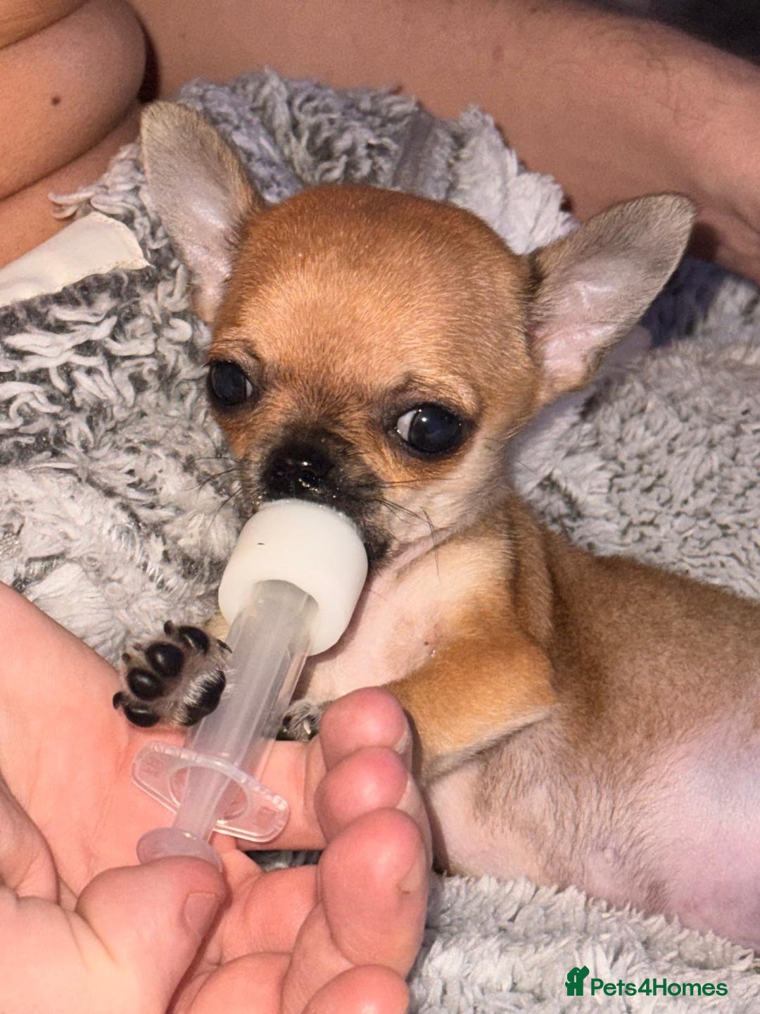 Chihuahua dogs for sale: Stunning Tiny Champion Sired Red Smoothcoat - Advert 4