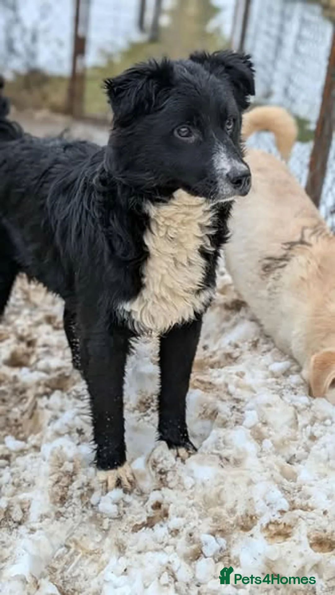 Mixed Breed dogs for adoption: Whiskey for adoption in Leigh-on-Sea - Advert 9