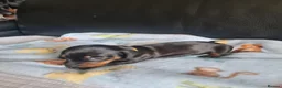Miniature Dachshund dogs for sale: 1 girl 3 boys Miniature Dachshund pups in Pontefract - Advert 4