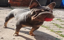 French Bulldog dogs for sale: Male French bulldog  - Image 4