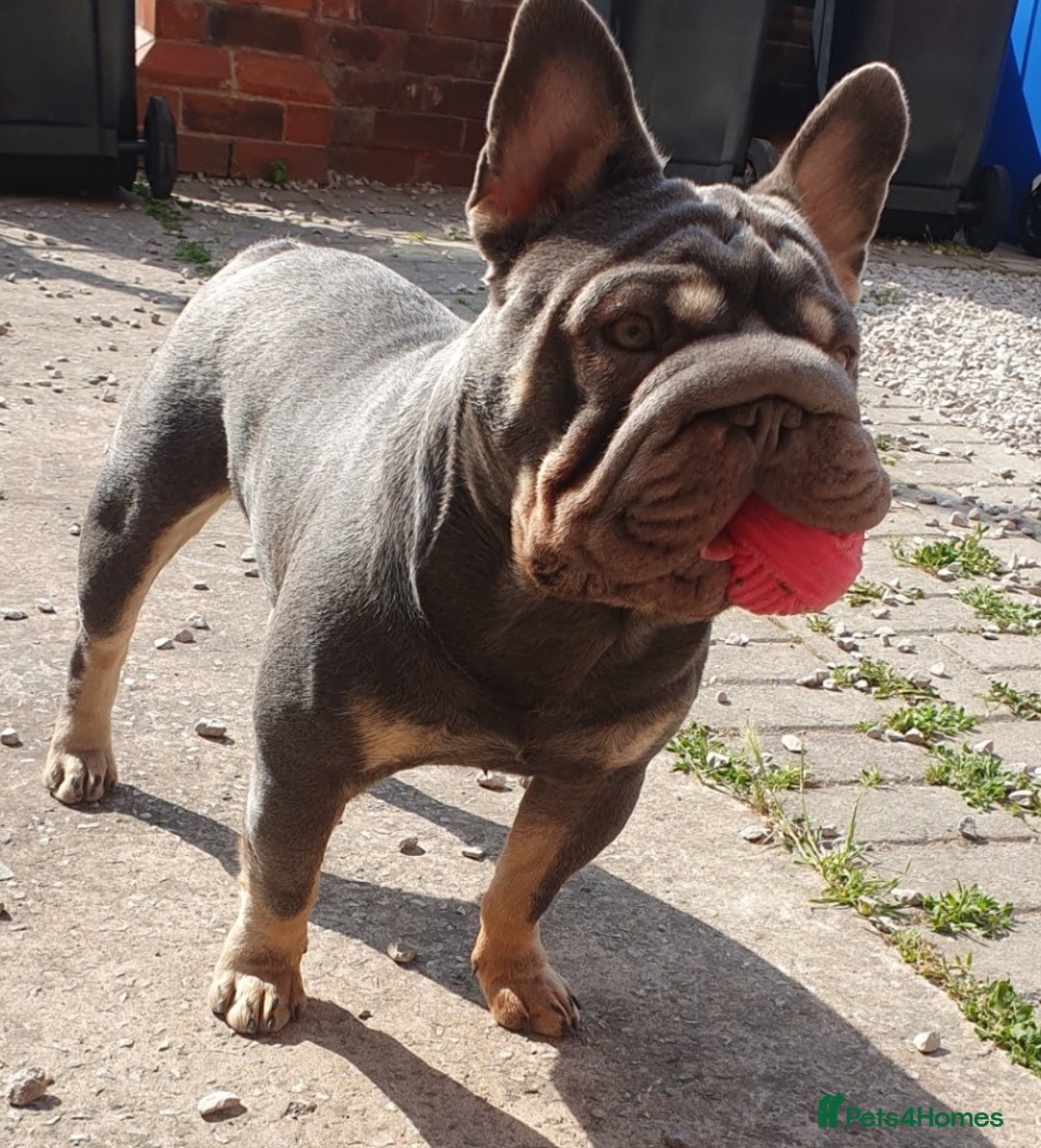 French Bulldog dogs for sale: Male French bulldog  - Image 4