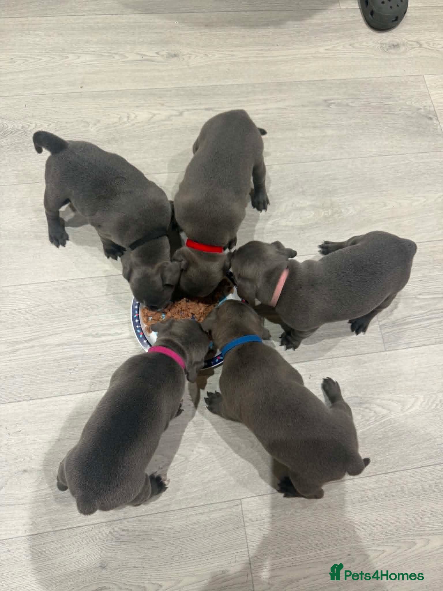 Staffordshire Bull Terrier dogs Blue Stafford bull terriers  - Advert 2